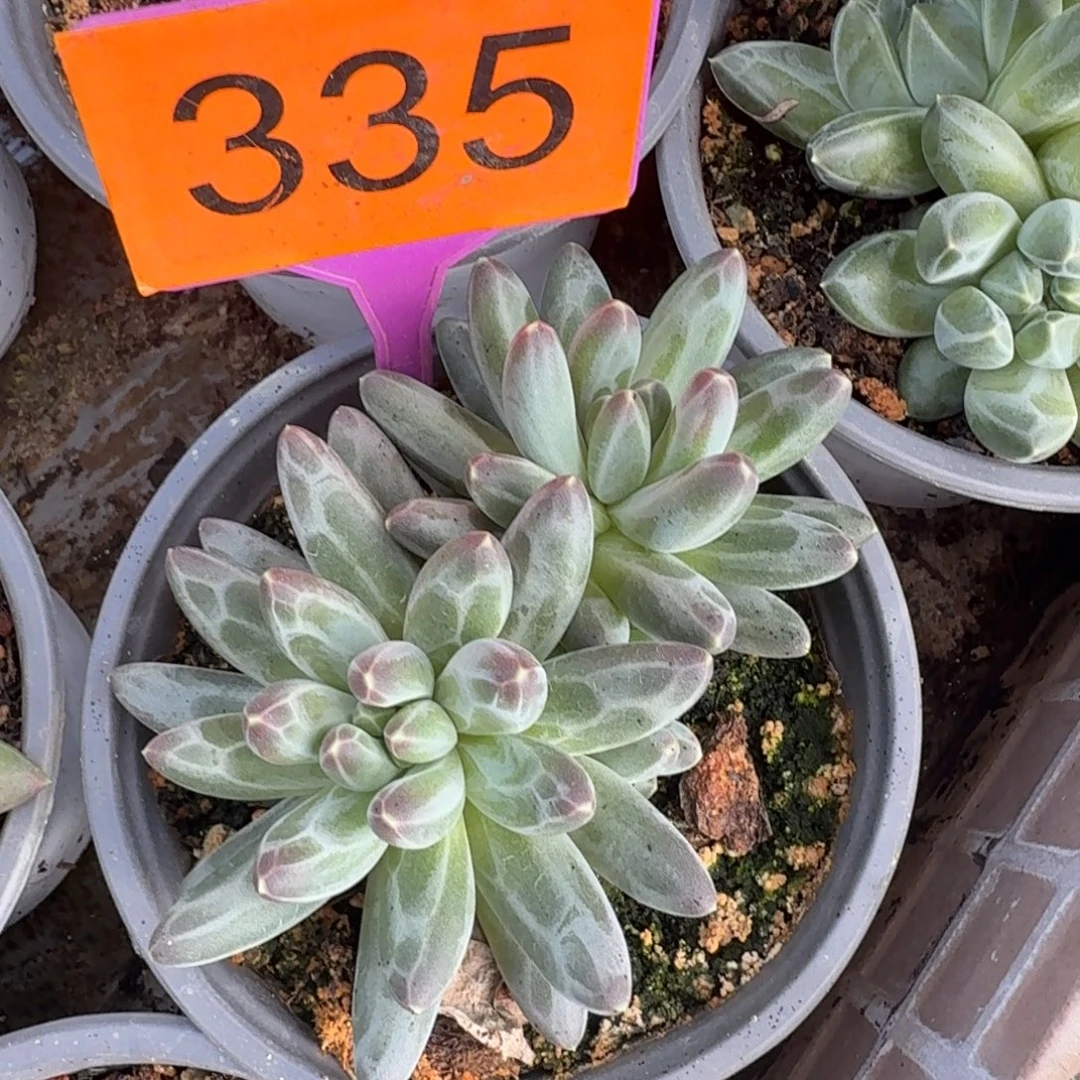 伊卡鲁斯一物一拍335