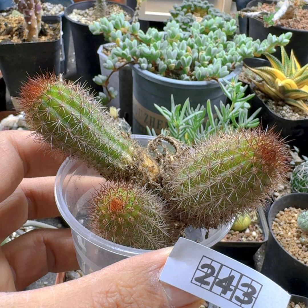 243金妞3个一份脱土发货