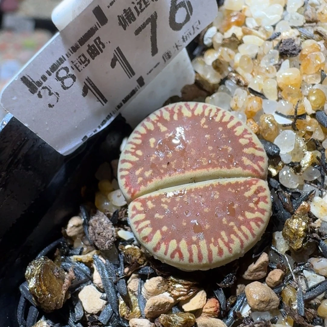 Sss精品生石花1176