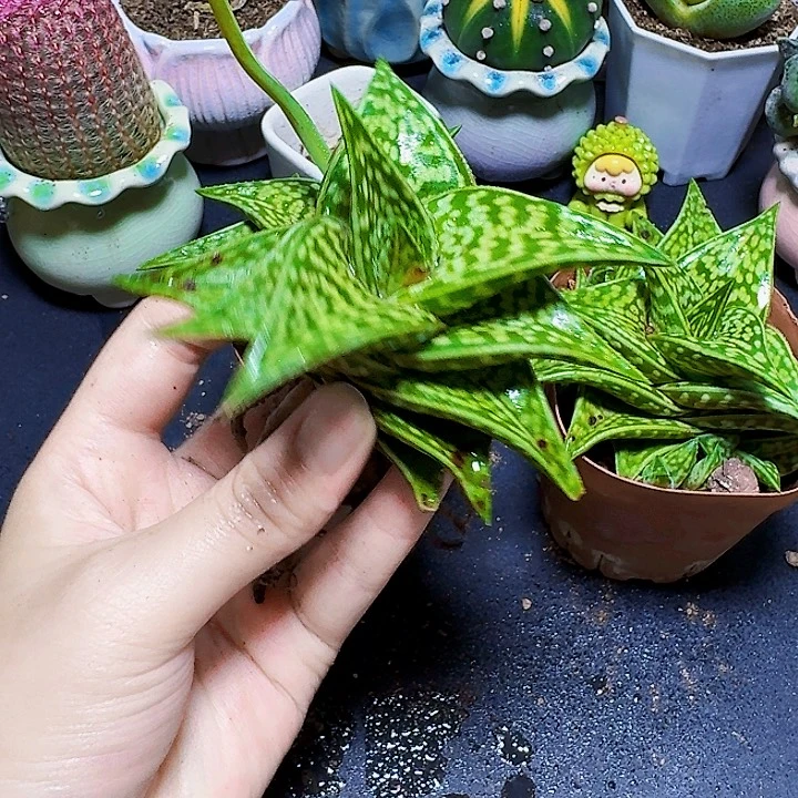姬千代大颗裸根一颗福利