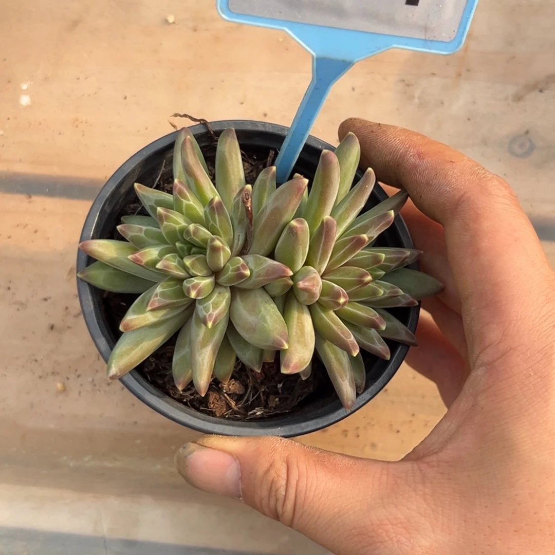 多肉植物梵高美人541