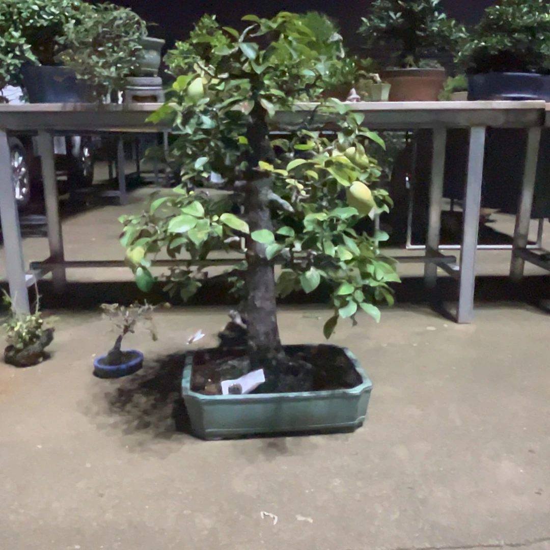 无花朵杂木盆景花梨