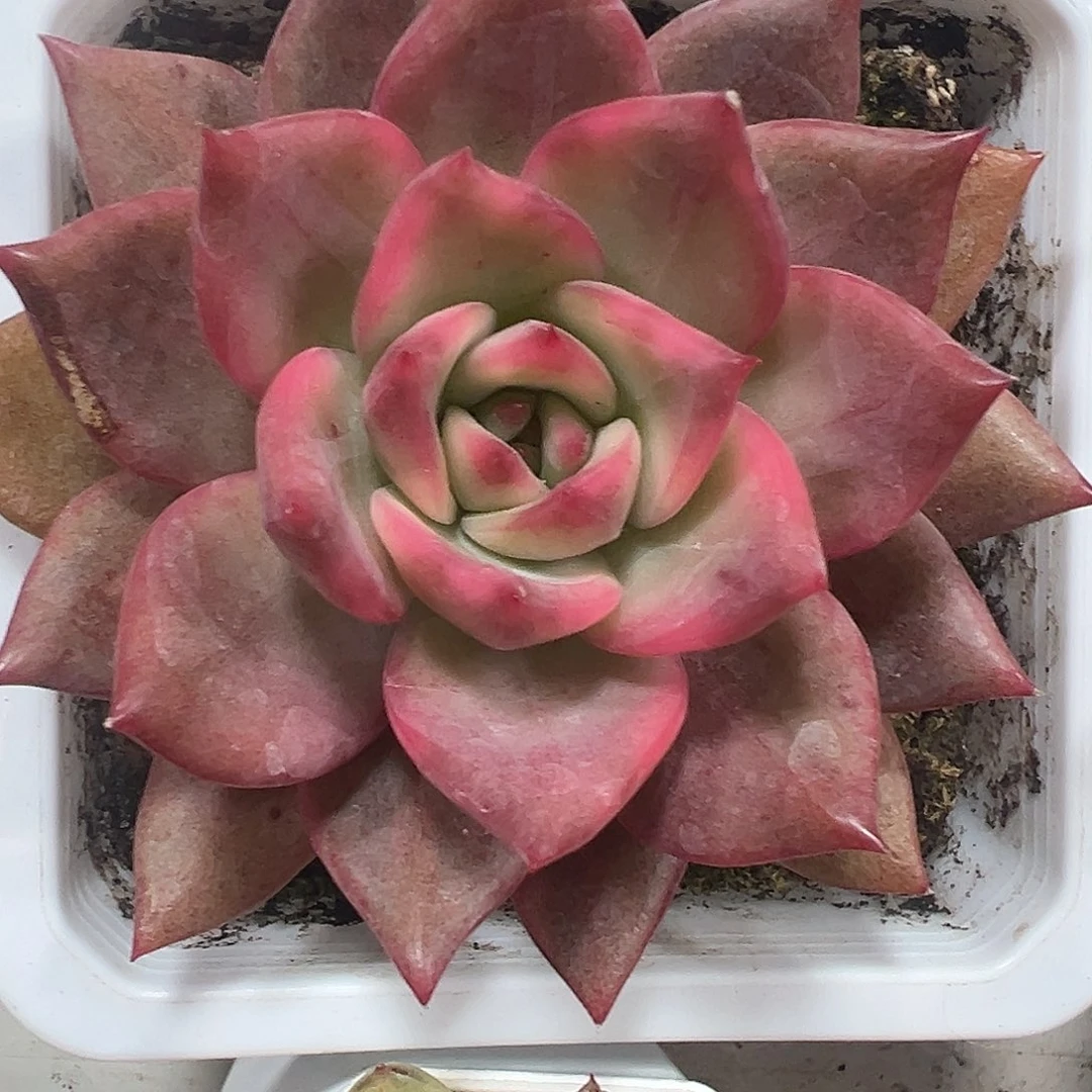 卡梅拉锦多肉植物满38包邮
