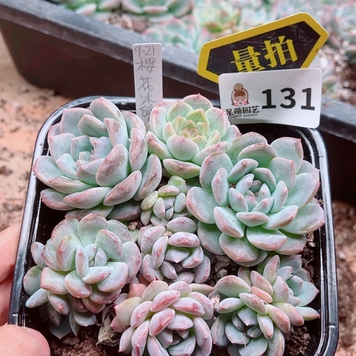 多肉植物多肉植物