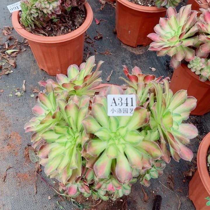 341韶华捧花多肉植物