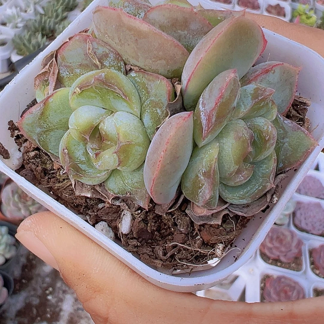 胖虎珍妮群19包邮