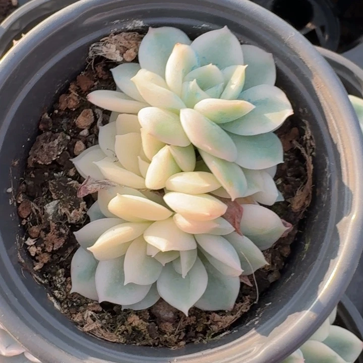 月亮仙子一物一拍