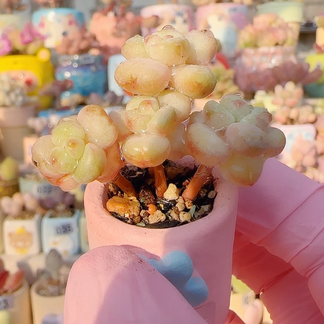 L 阳光玫瑰 盆口2cm