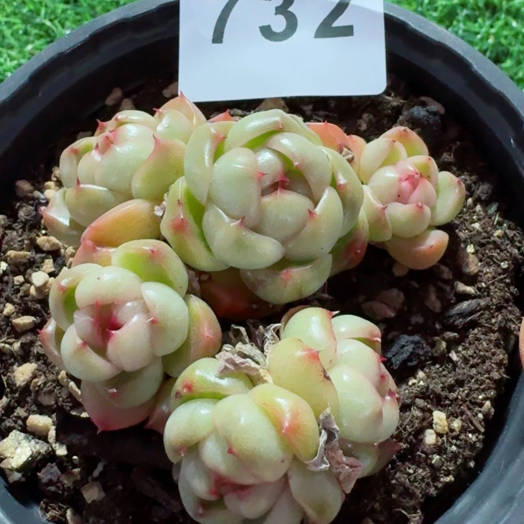 莱拉珍妮群生整装