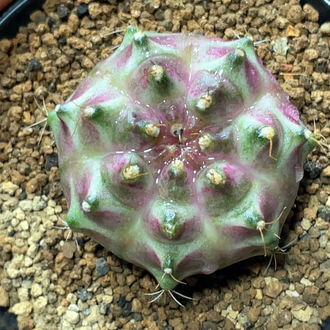 当前无花朵，栽培后可花朵梦想轮回