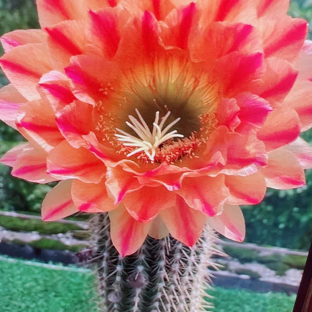 毛花柱火焰魔术锦 側芽 滿20包郵