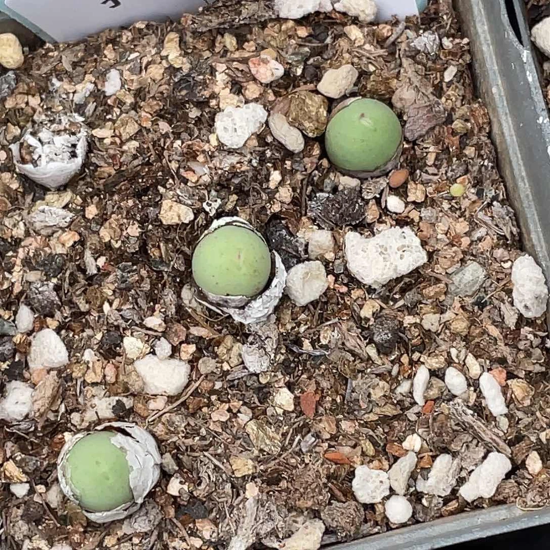 26-144小鸽子蛋多肉植物