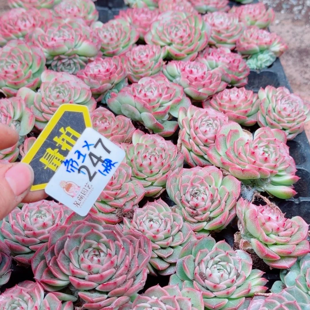 多肉植物多肉植物