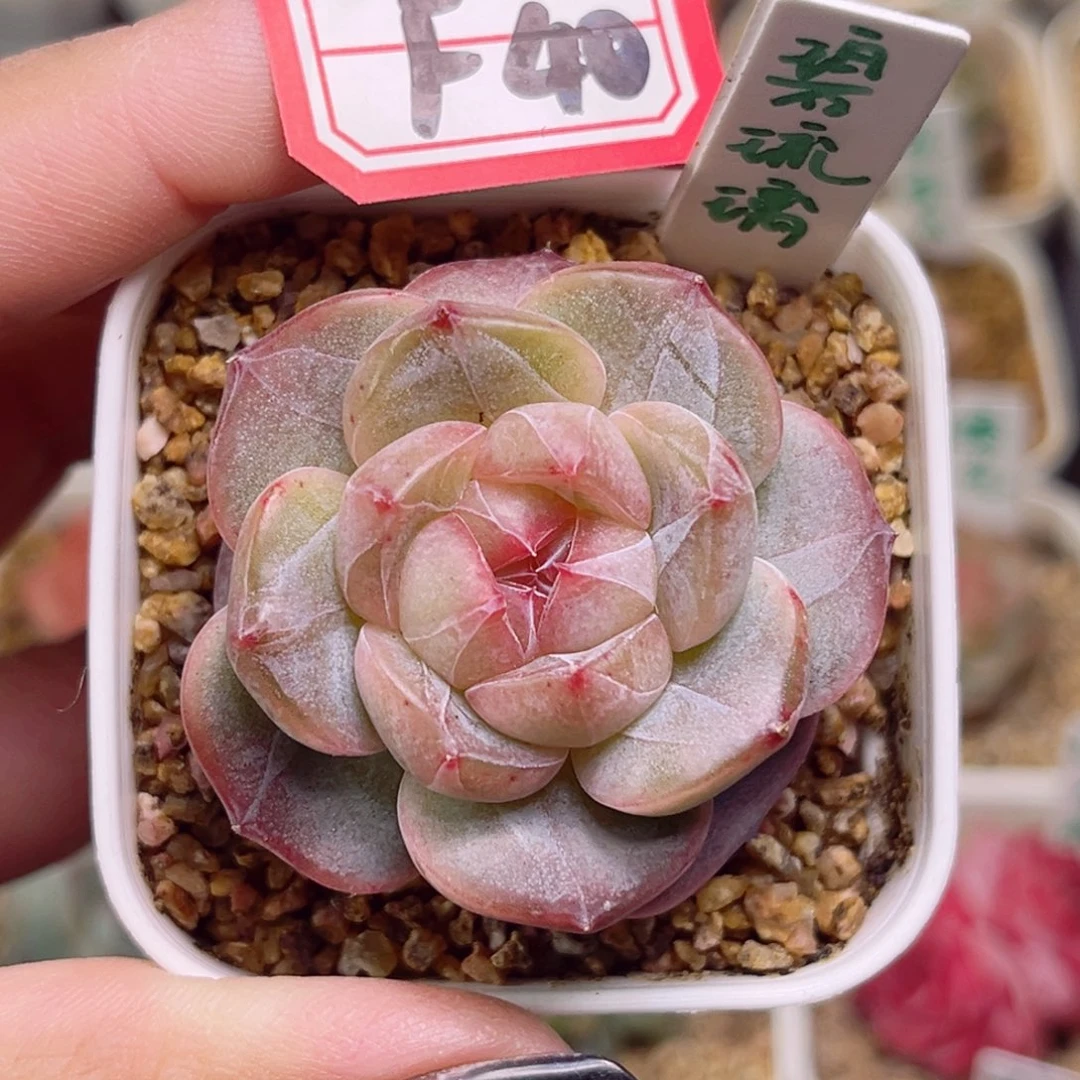 我****猫F40一物一拍 碧琉璃