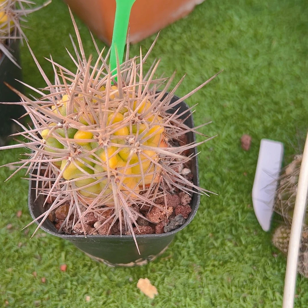 心***）7334强刺恐龙丸实生裸根发