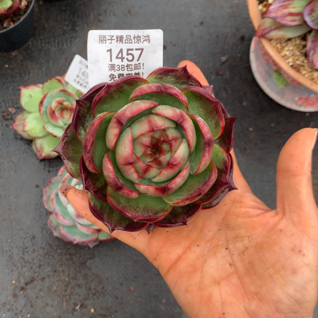 允***诺1457个多肉植物惊鸿，10