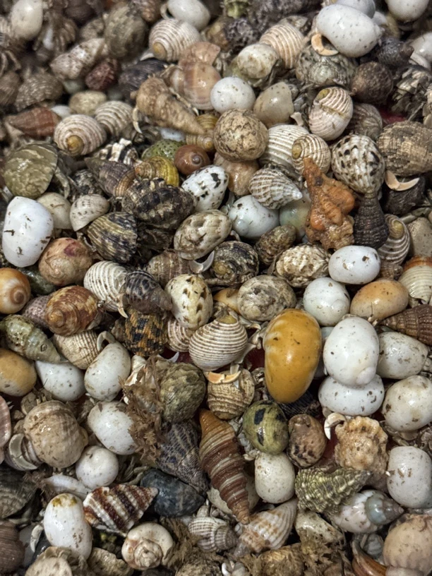 外岛彩豆一公斤寄居蟹批发【包活百分之90】