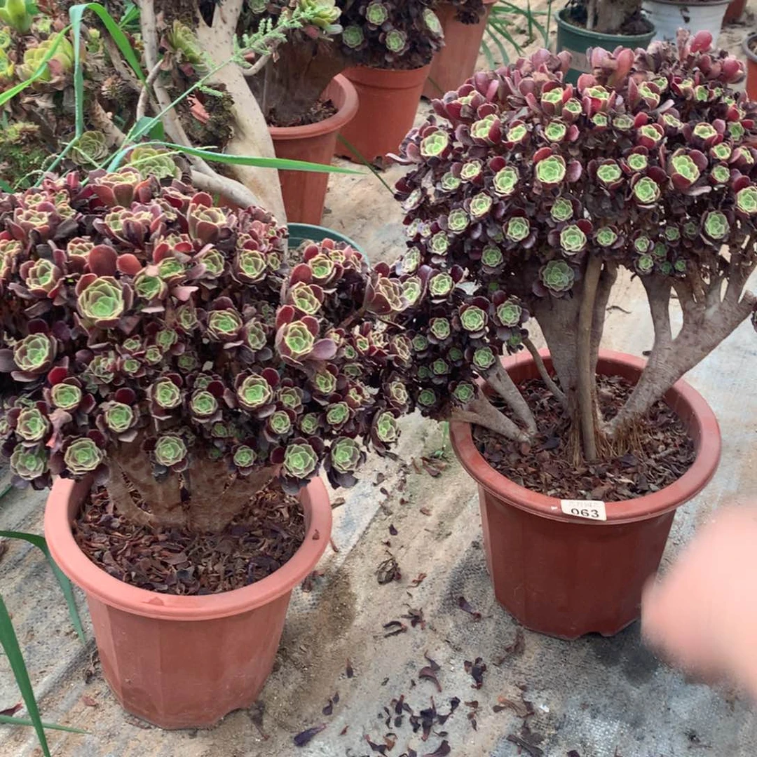 063两颗欧紫朵朵套餐