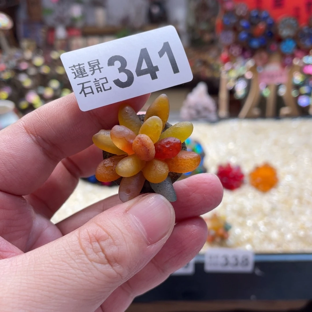 核桃木/黑胡桃（胡桃木）341