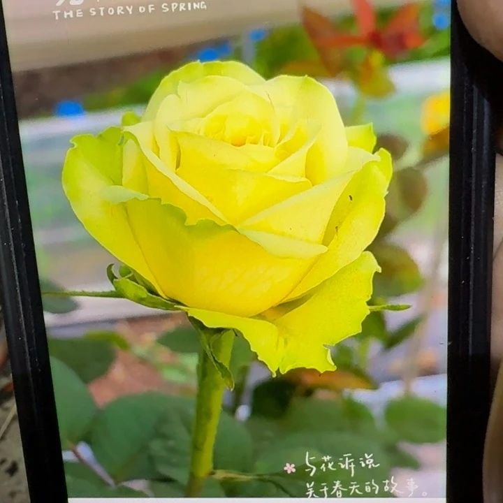 无花朵测绿黄扦插小苗