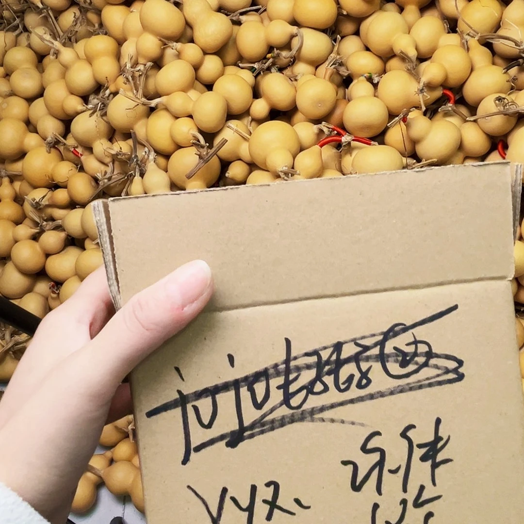 y***x天然小美葫芦十个