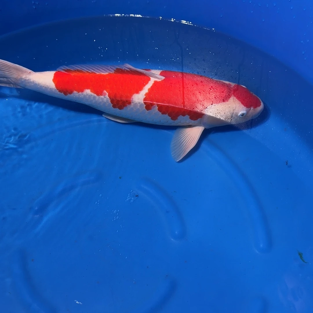 锦鲤红白专拍链接