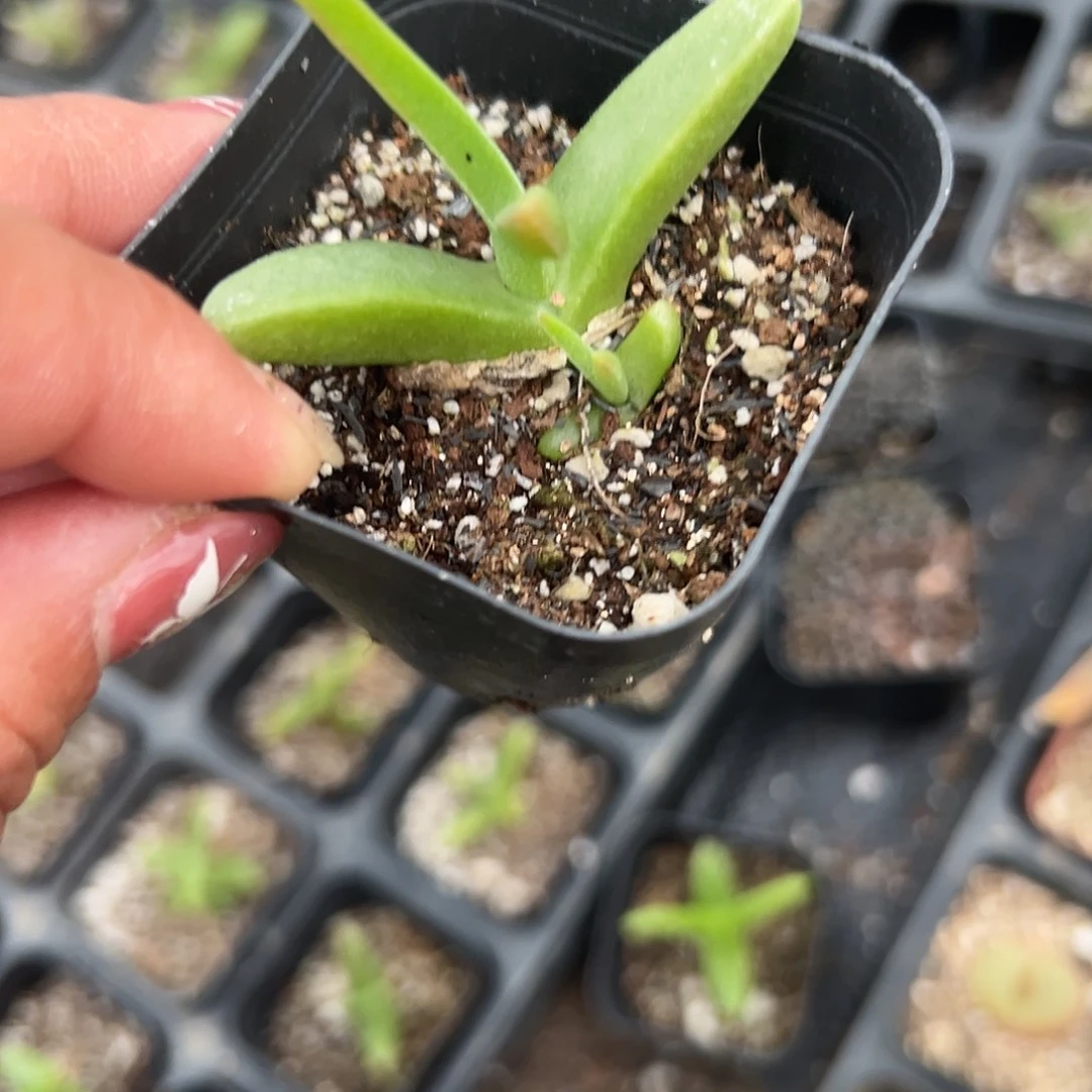 多肉植物海豚群生