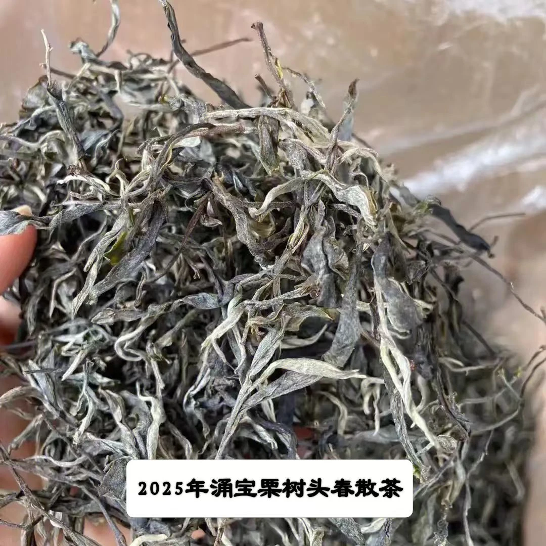 【副支书严选】2025年春.涌宝栗树头春，散茶普洱