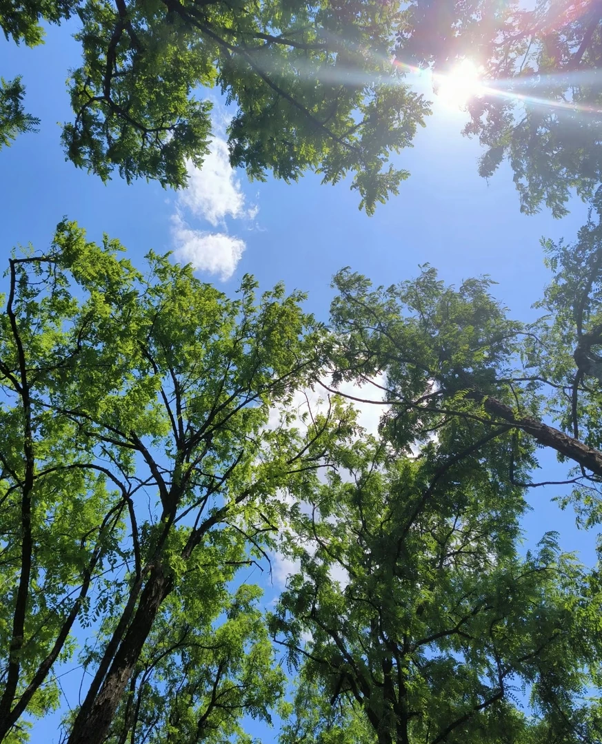沉香DW富森1.0高