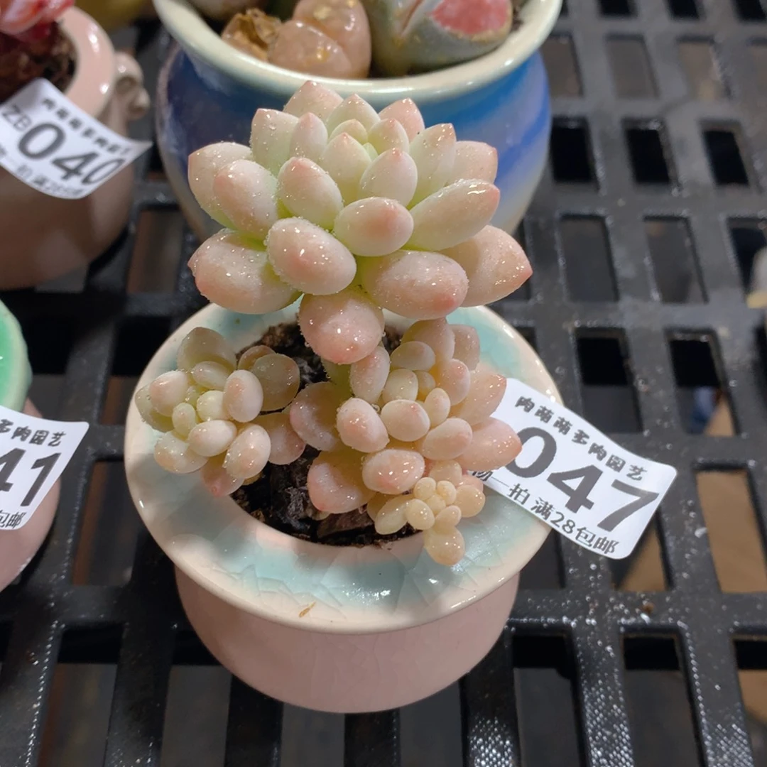 肉萌萌拇指盆精控多肉ZB047