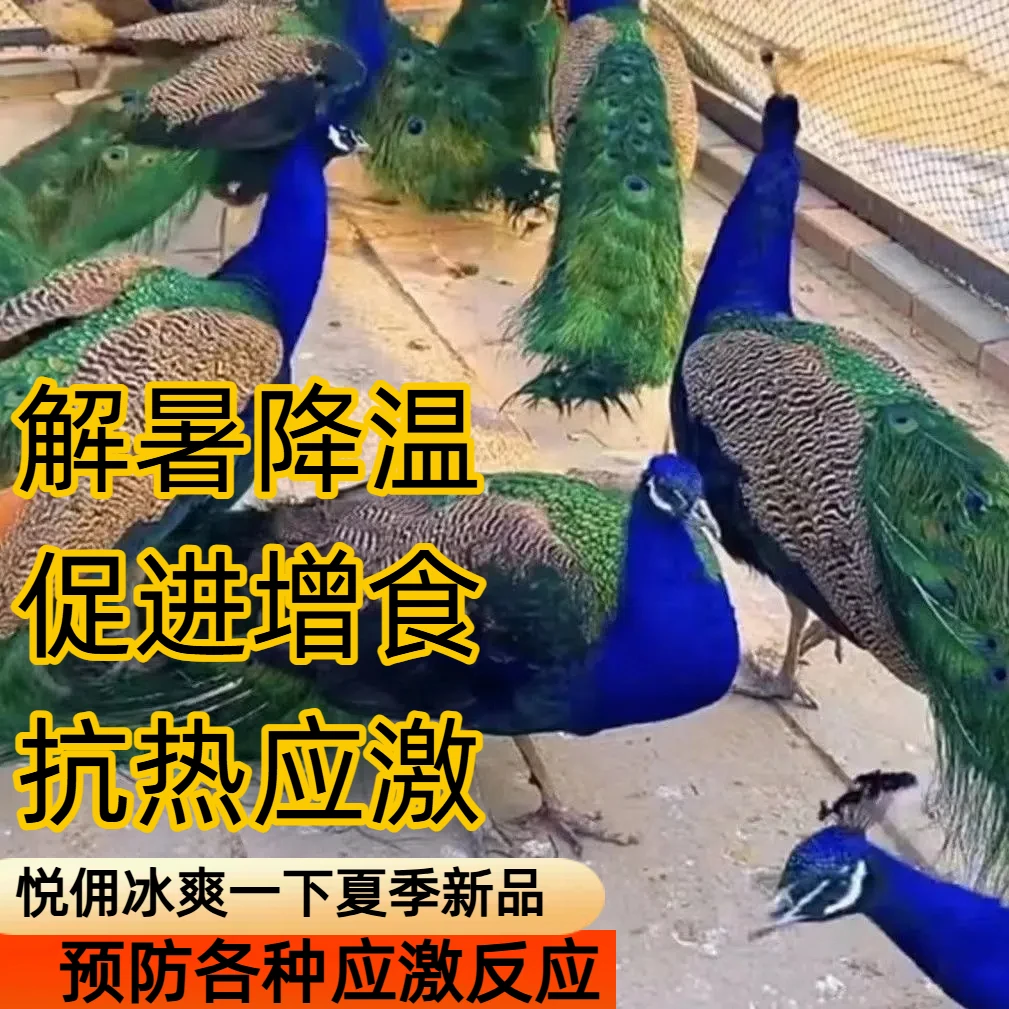 【解暑神器】孔雀鸵鸟鸡鸭鹅斗鸡防中暑解暑畜禽通用防中暑抗热应激