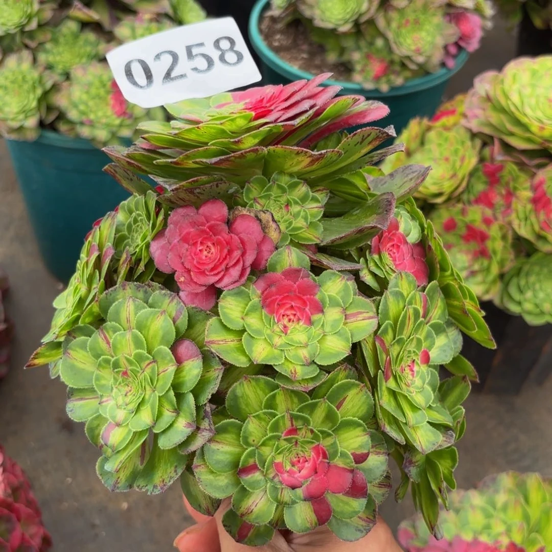 0258多肉植物知否