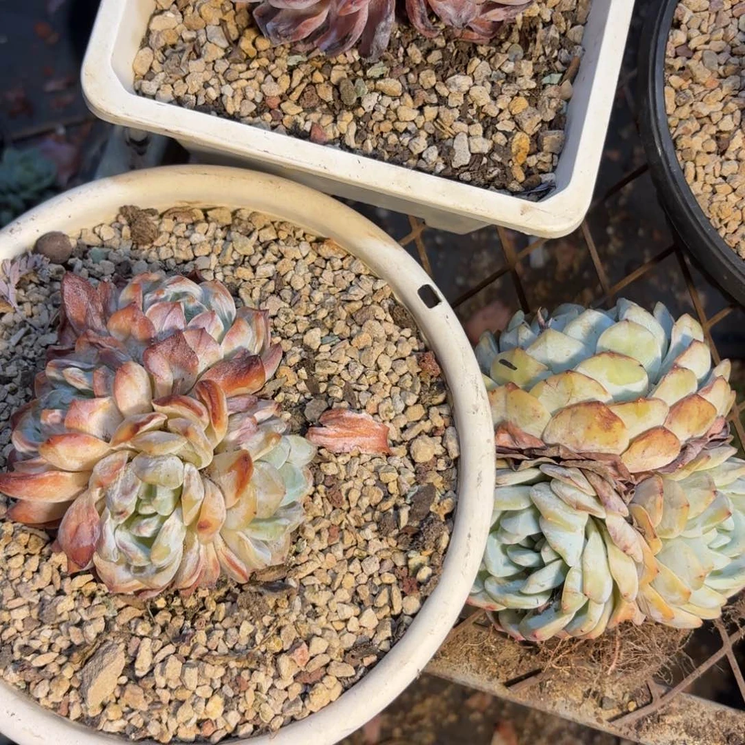 闻****?星影橙啊啊啊啊