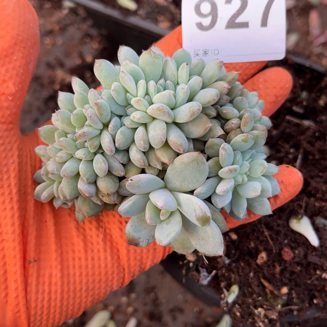 927号新疆西藏内蒙古不包邮