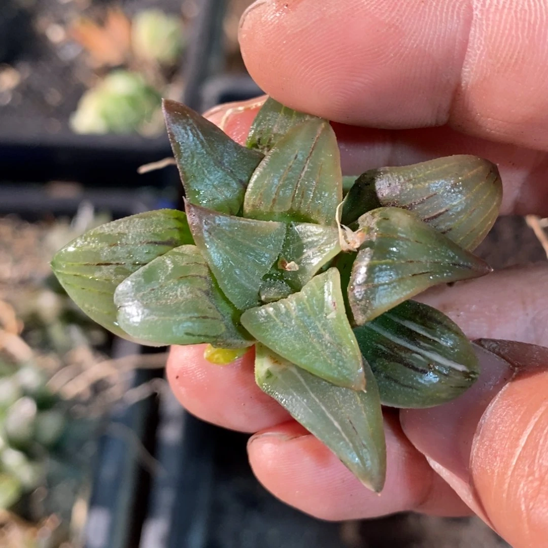 百*2486 一颗福利。