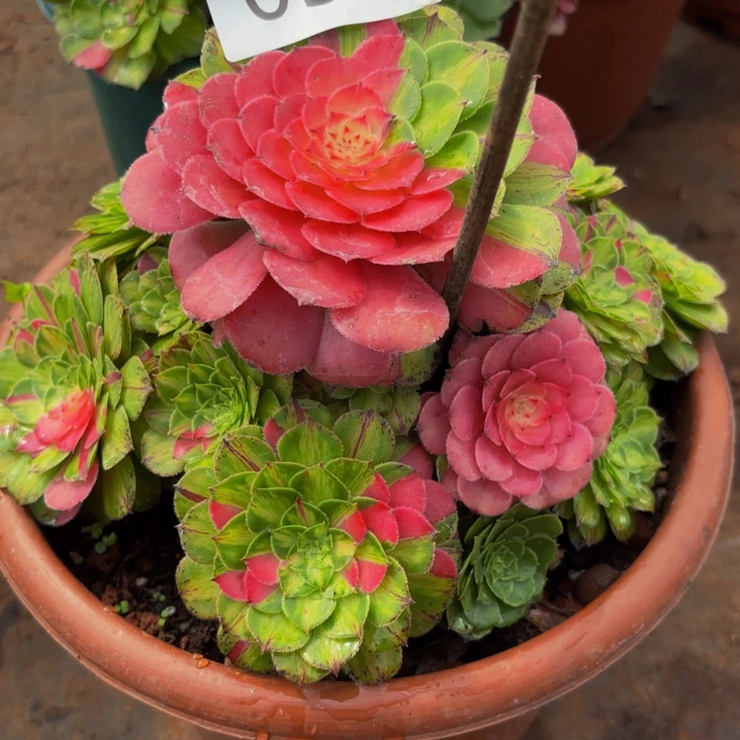 058多肉植物知否