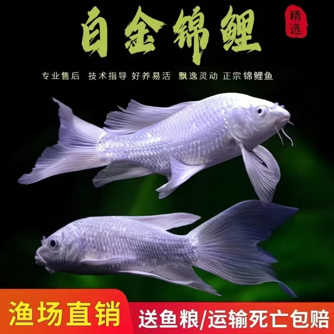 正品台湾纯种白金锦鲤活体冷水淡水观赏鱼好养耐活新手可养