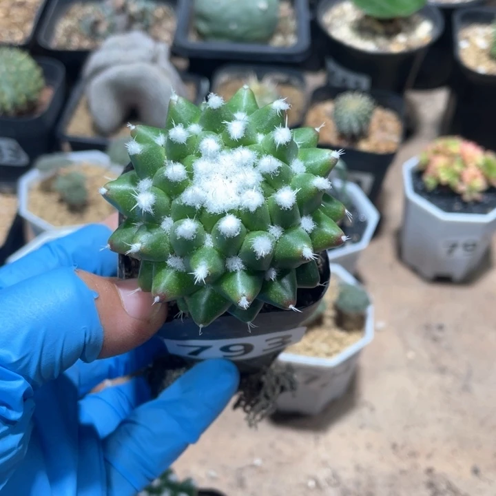 J**-793实生雪糕仙人球