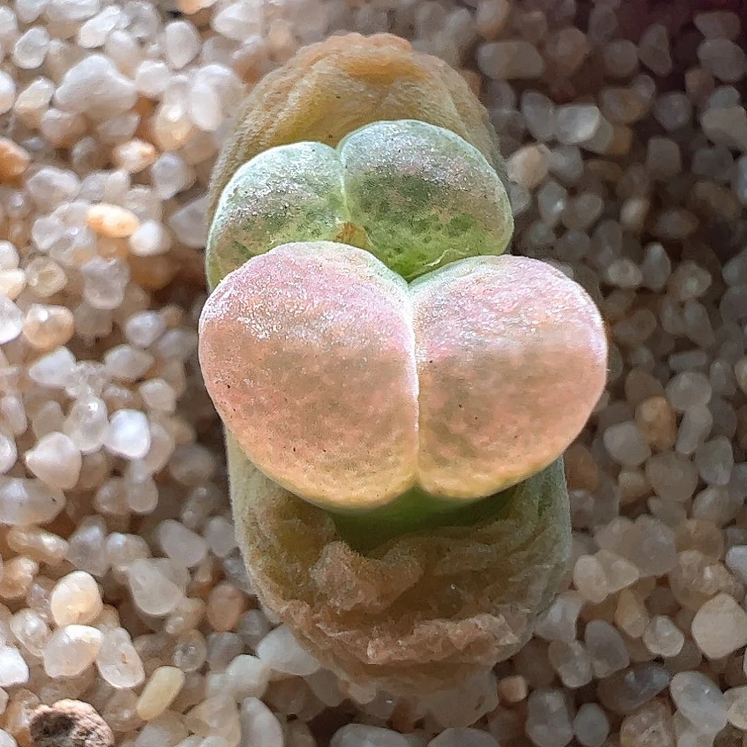 小小小风铃一颗437。