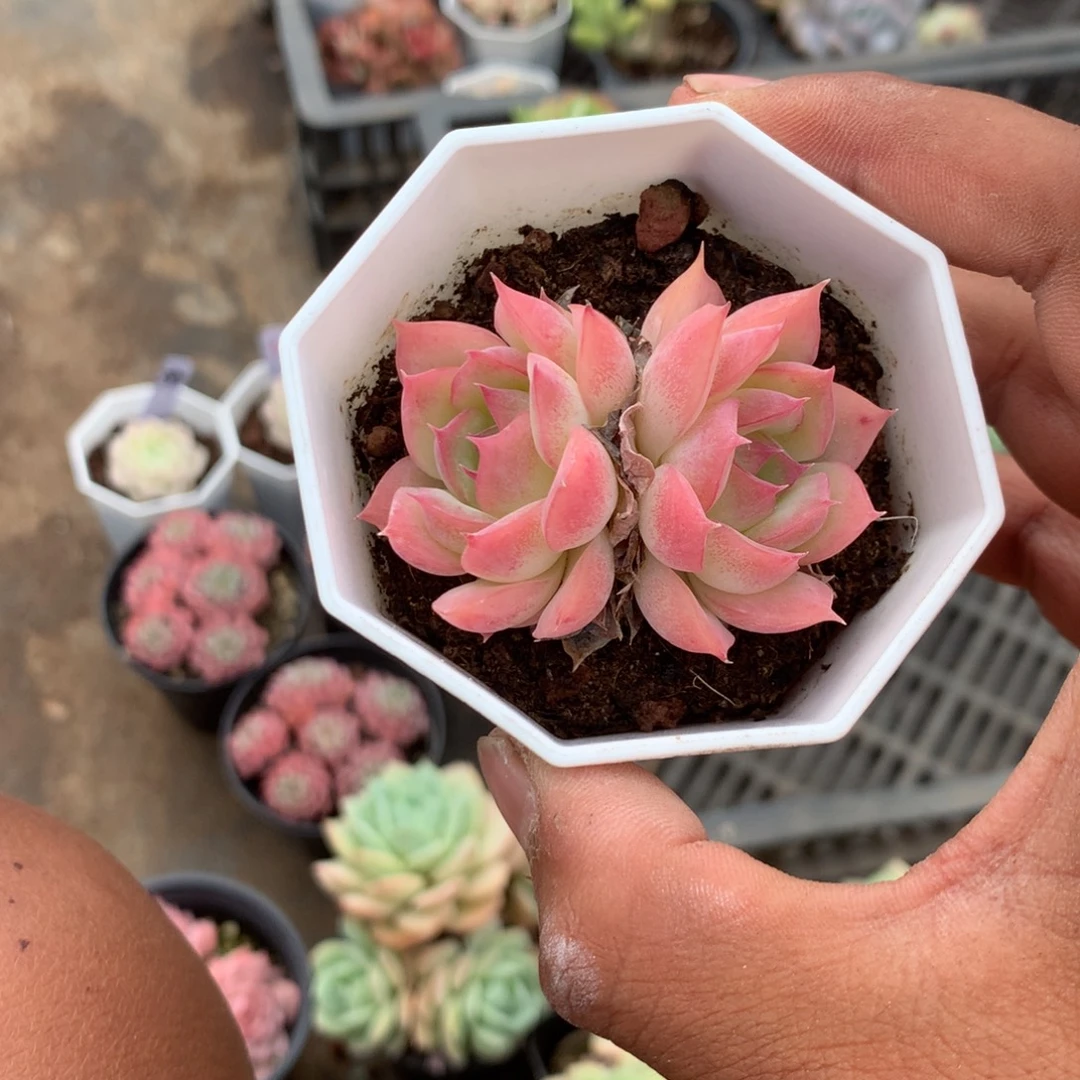 你的孩子还小的话