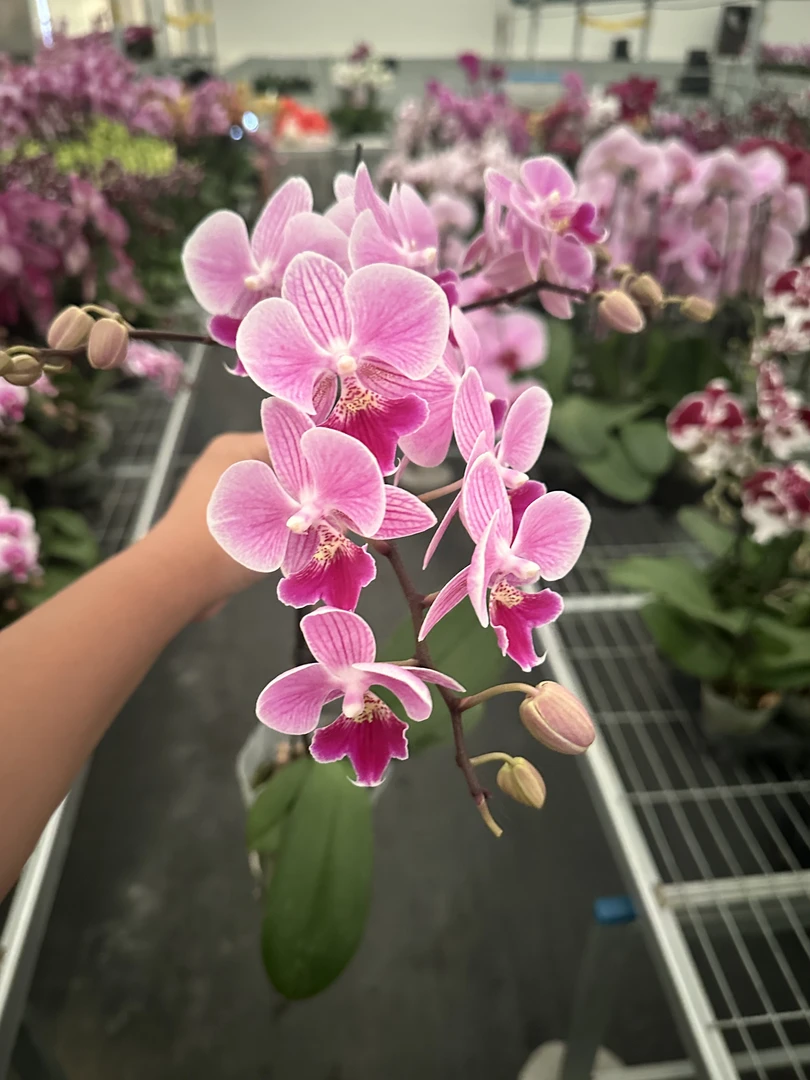 兰屿 LYSLAND【露西 3.0寸】蝴蝶兰鲜花盆栽