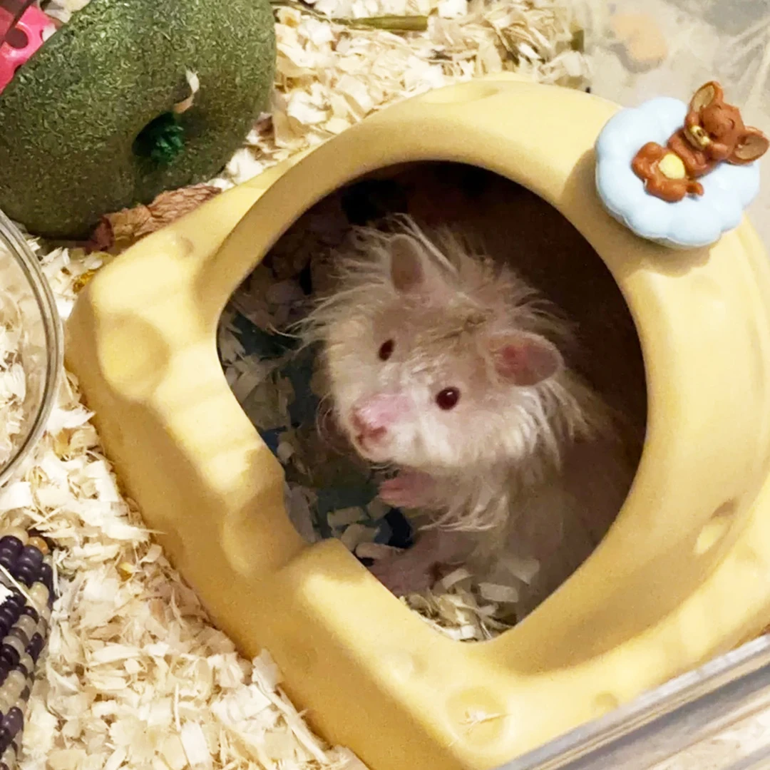 仓鼠陶瓷窝金丝能冰屋隆温躲避屋荷兰猪睡窝花枝鼠夏季冰窝夏天用