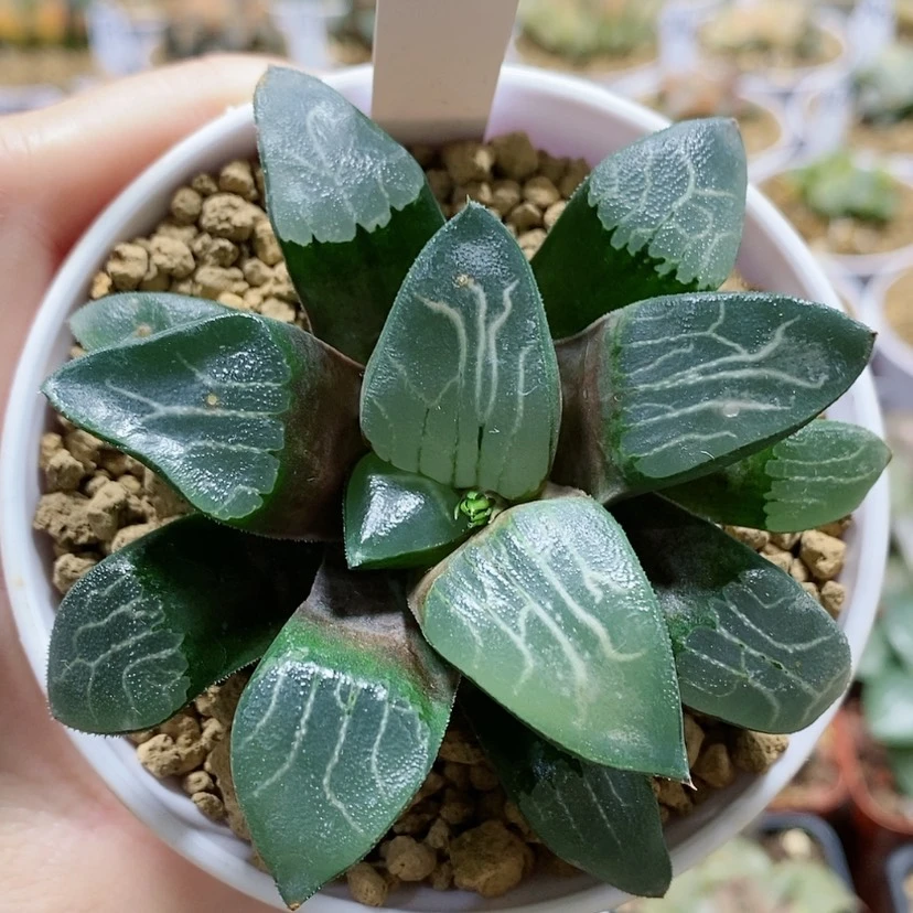 【闪购商品】185JP实生克