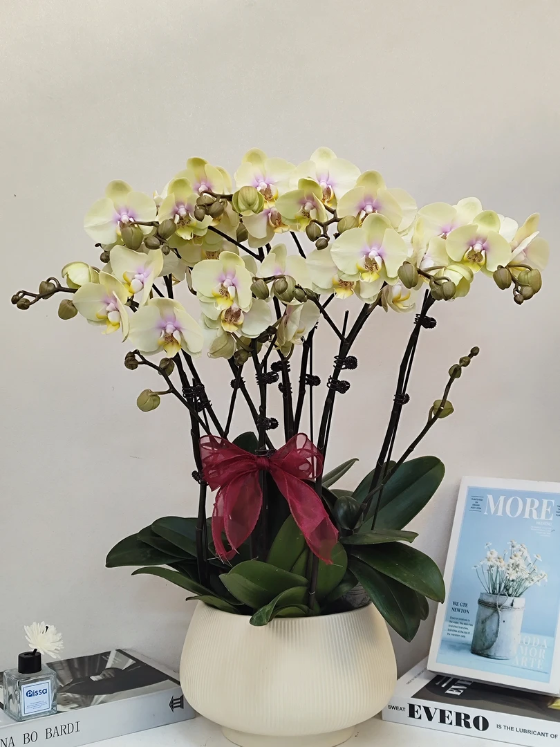 蝴蝶兰 【黄金万两】真花 秋冬耐寒花卉 四季开花 多样性发货