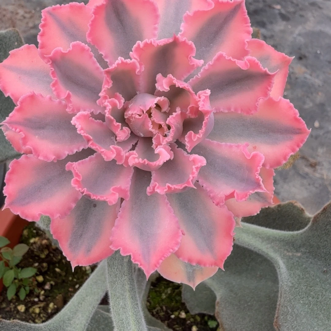 晚霞之舞 安吉园艺