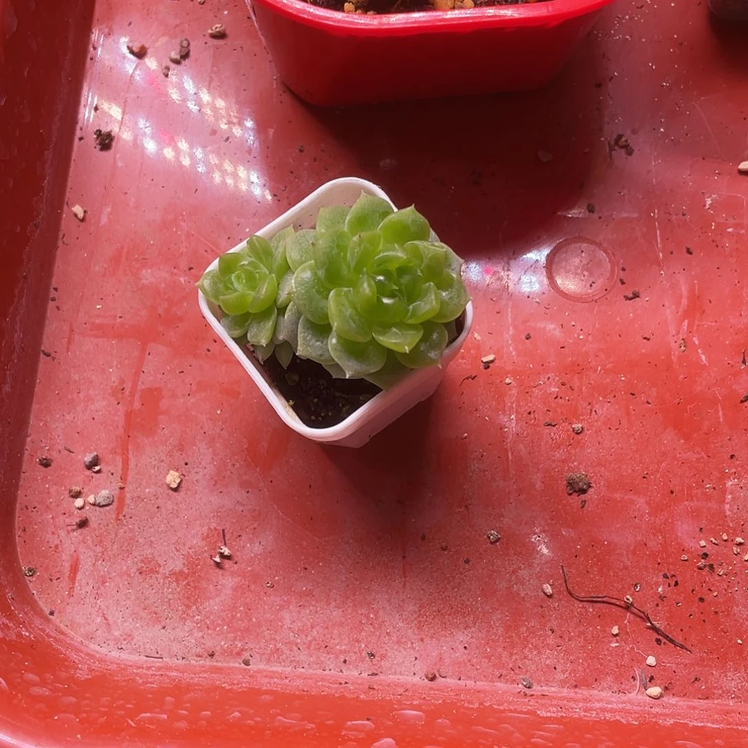 注***桑黄财富中苗盆一个满25包邮