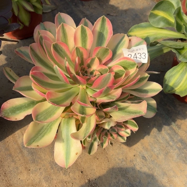 香妃多肉法师3433