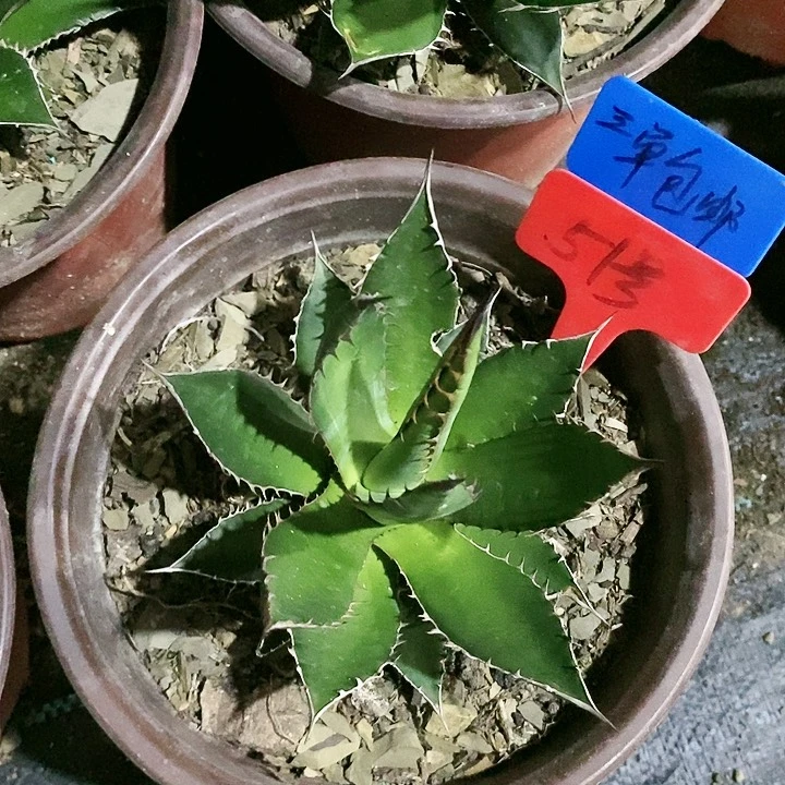 【闪购商品】无花朵龙舌兰霍利达