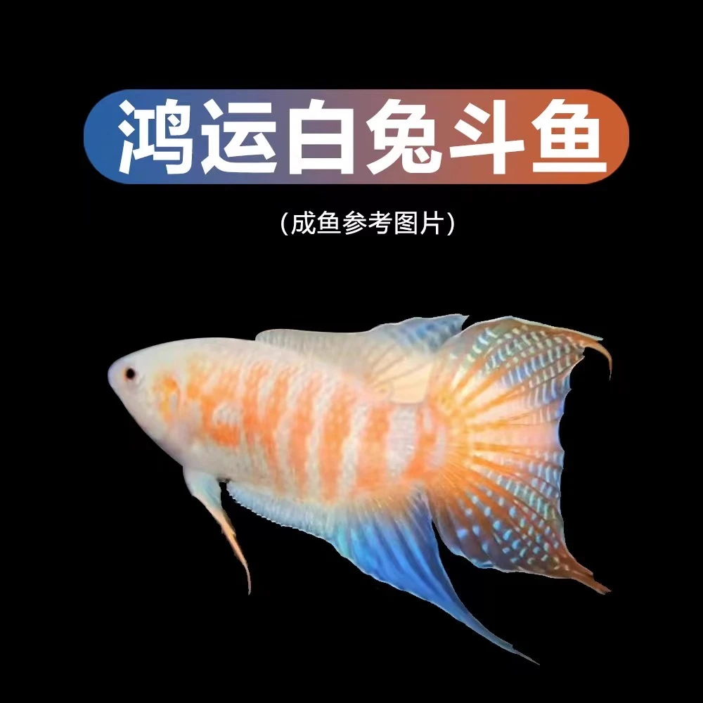 中国斗鱼鸿运白兔活体活鱼冷水淡水观赏鱼好养耐养免打氧小金鱼苗
