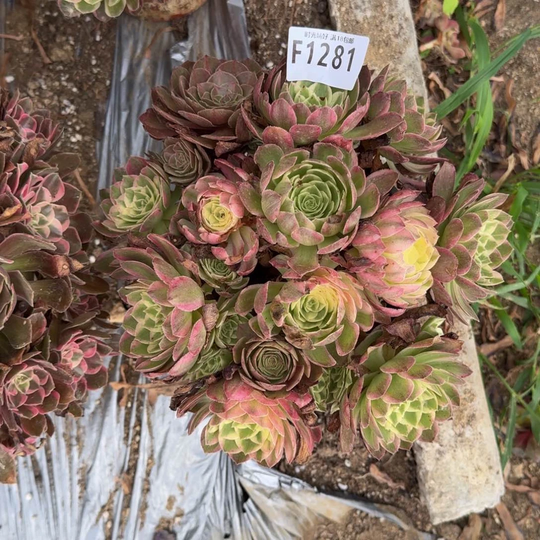 1281海王多肉植物